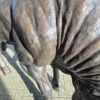 Skulptur Dekoration Stier Bronze 1,45 m – Bild 15