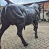 Skulptur Dekoration Stier Bronze 1,55 m – Bild 5