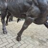 Skulptur Dekoration Stier Bronze 1,55 m – Bild 4