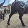 Skulptur Dekoration Stier Bronze 1,55 m – Bild 6